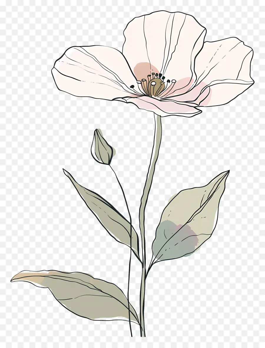 Beyaz çiçek，Çiçek Sanat PNG
