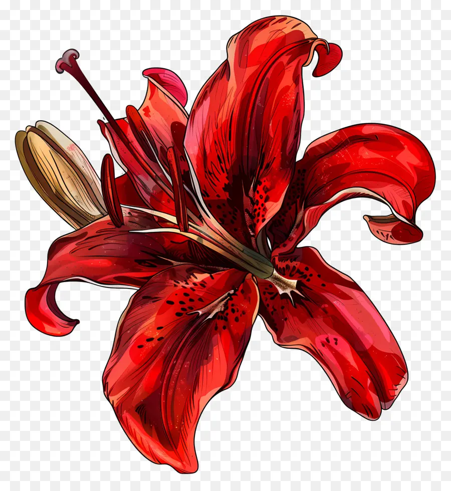 Kırmızı Lily，Çiçek Sembolizmi PNG