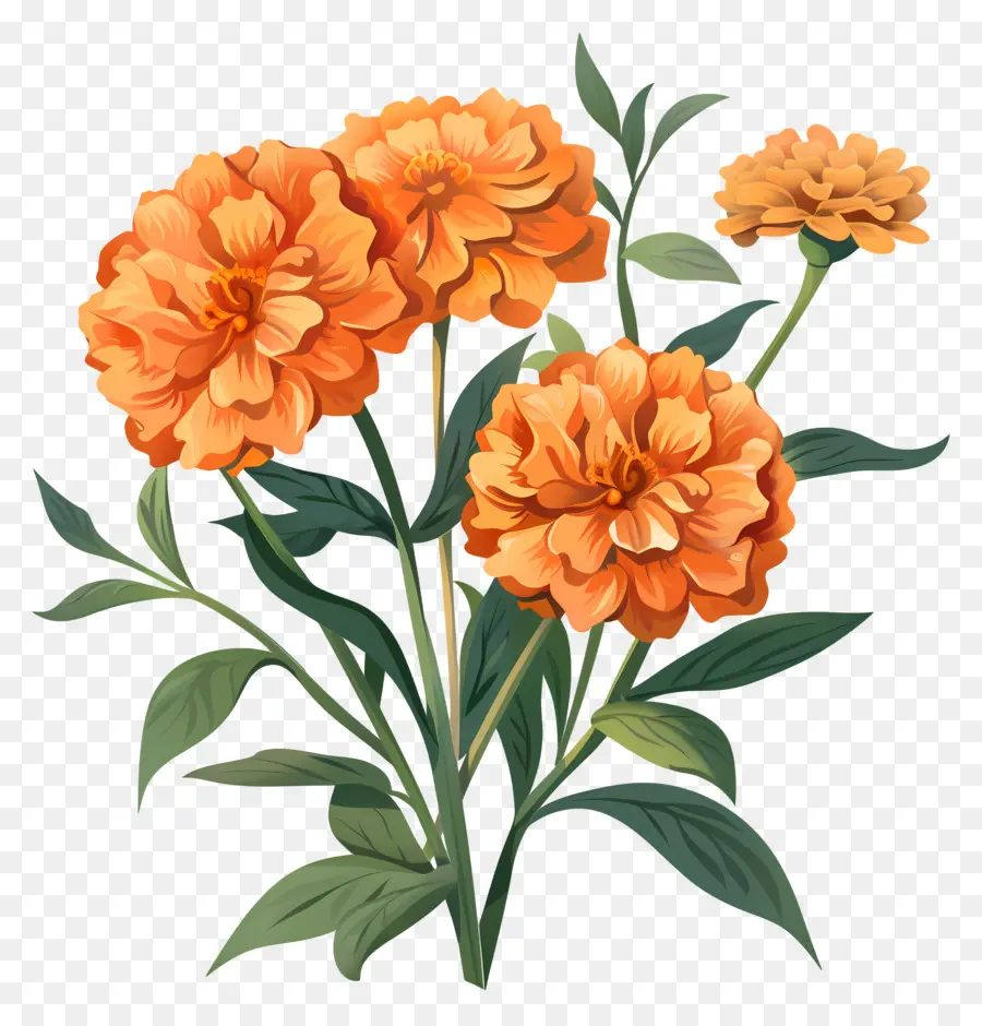 Marigold Portakal，Turuncu çiçekler PNG