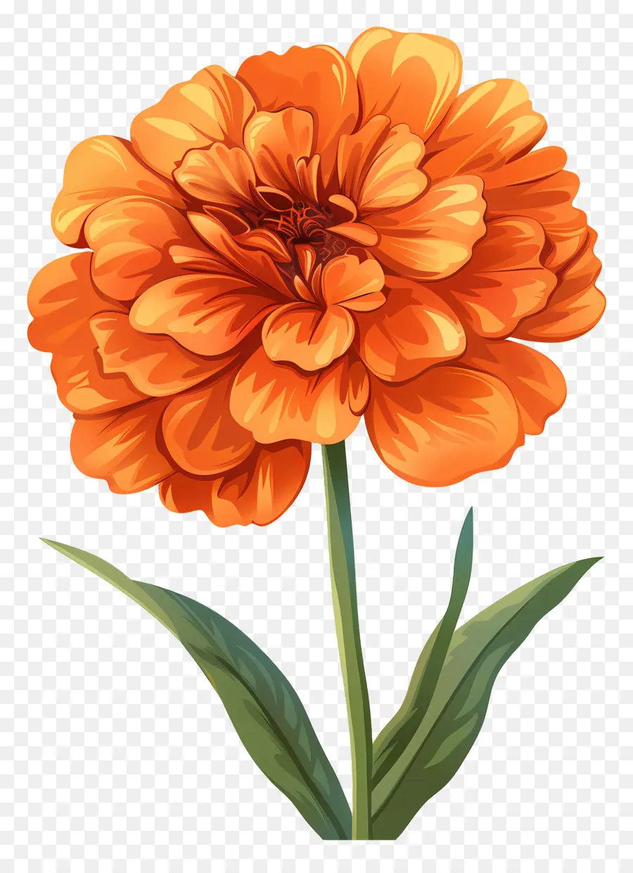 Marigold Portakal，Portakal çiçeği PNG