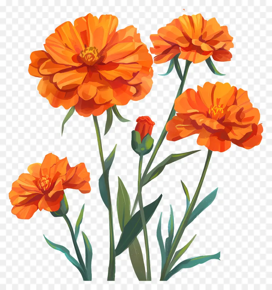 Marigold Portakal，Turuncu çiçekler PNG