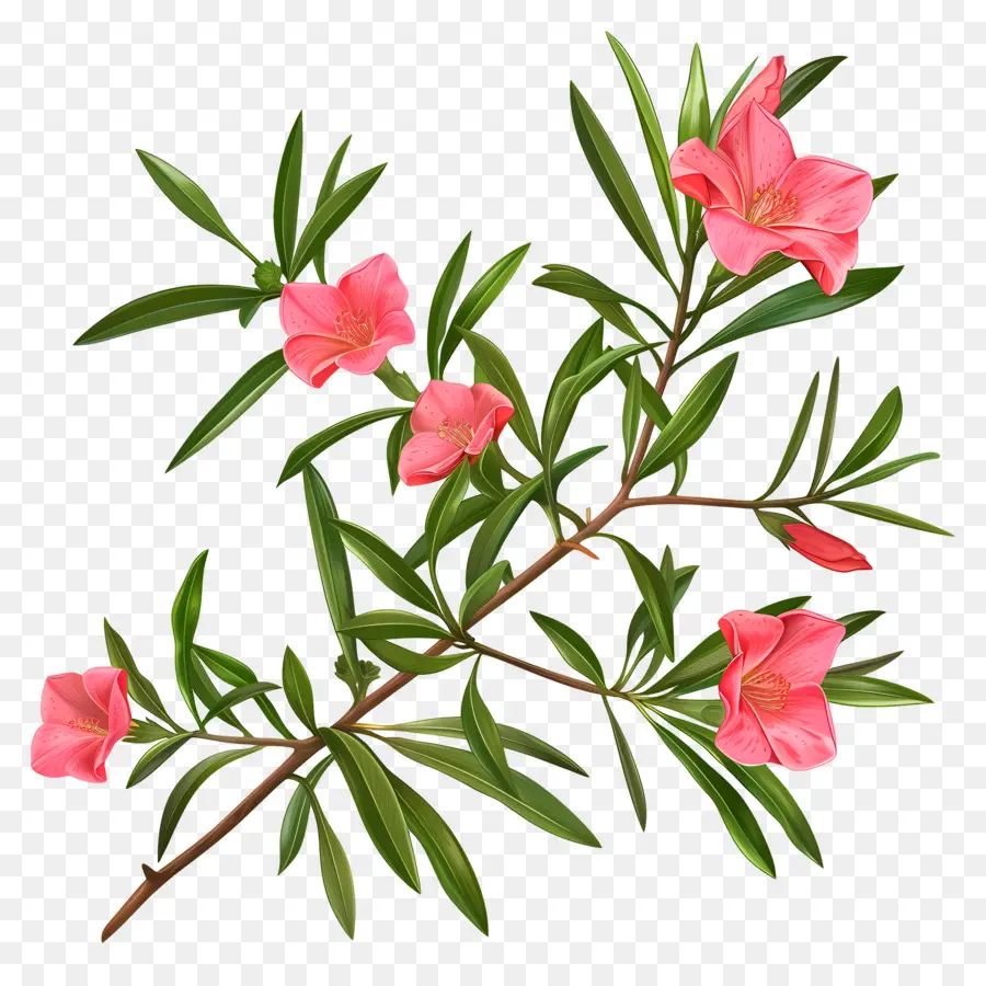 Zakkum，çiçekli çalılar PNG