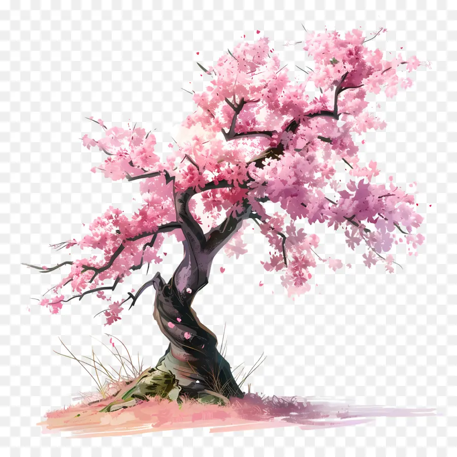 Sakura Ağacı，Kiraz çiçekleri PNG