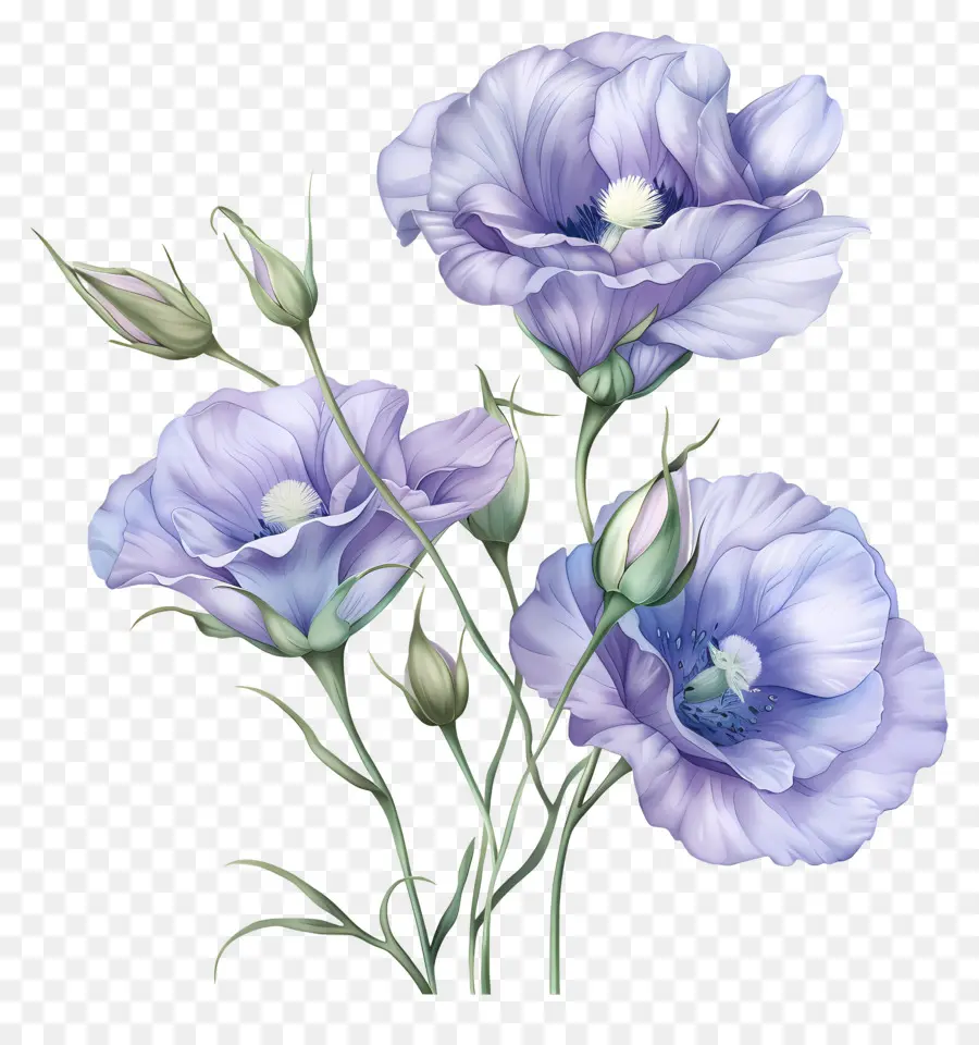 Eustoma Çiçekleri，Mavi çiçekler PNG