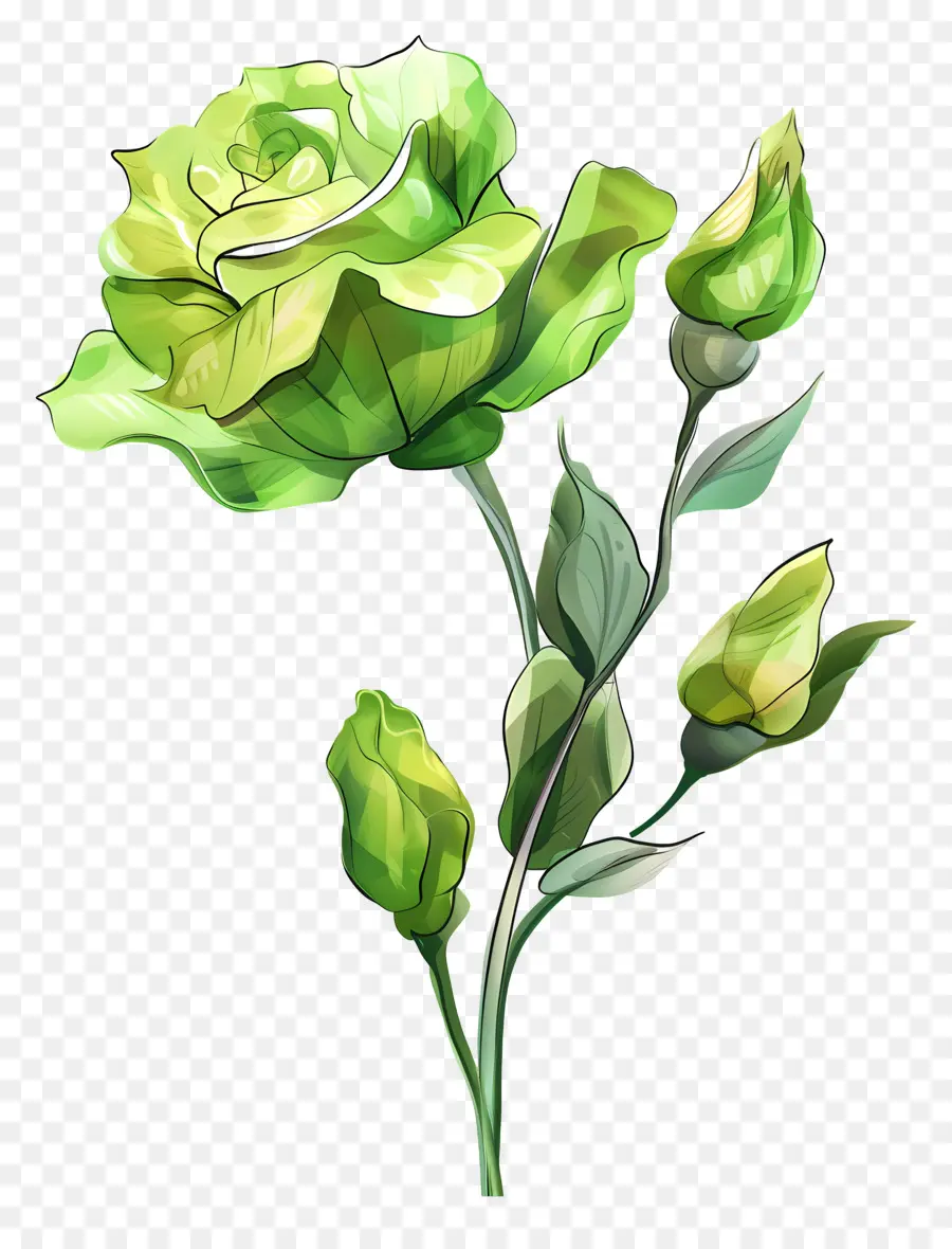 Yeşil Lisianthus çiçeği，Beyaz Gül PNG