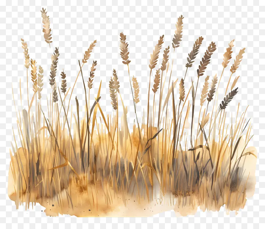 Buğday Alanı，Suluboya Resim PNG