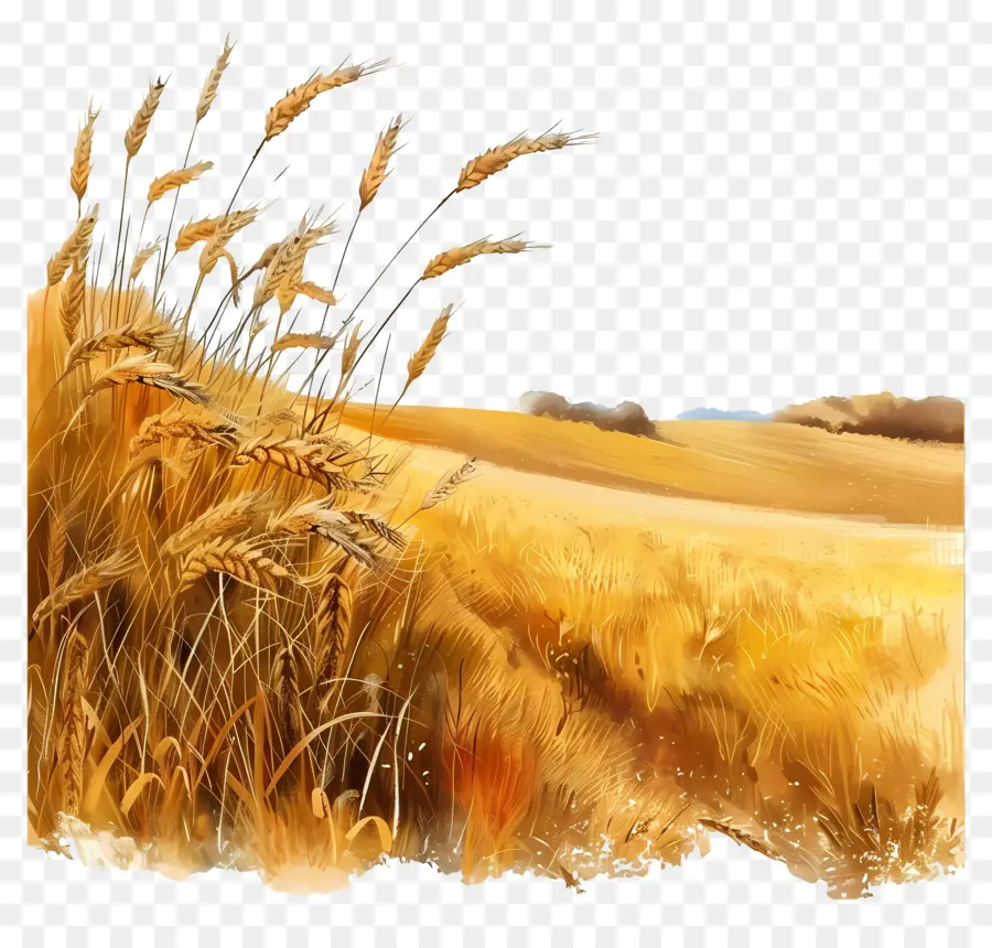 Buğday Alanı，Buğday PNG