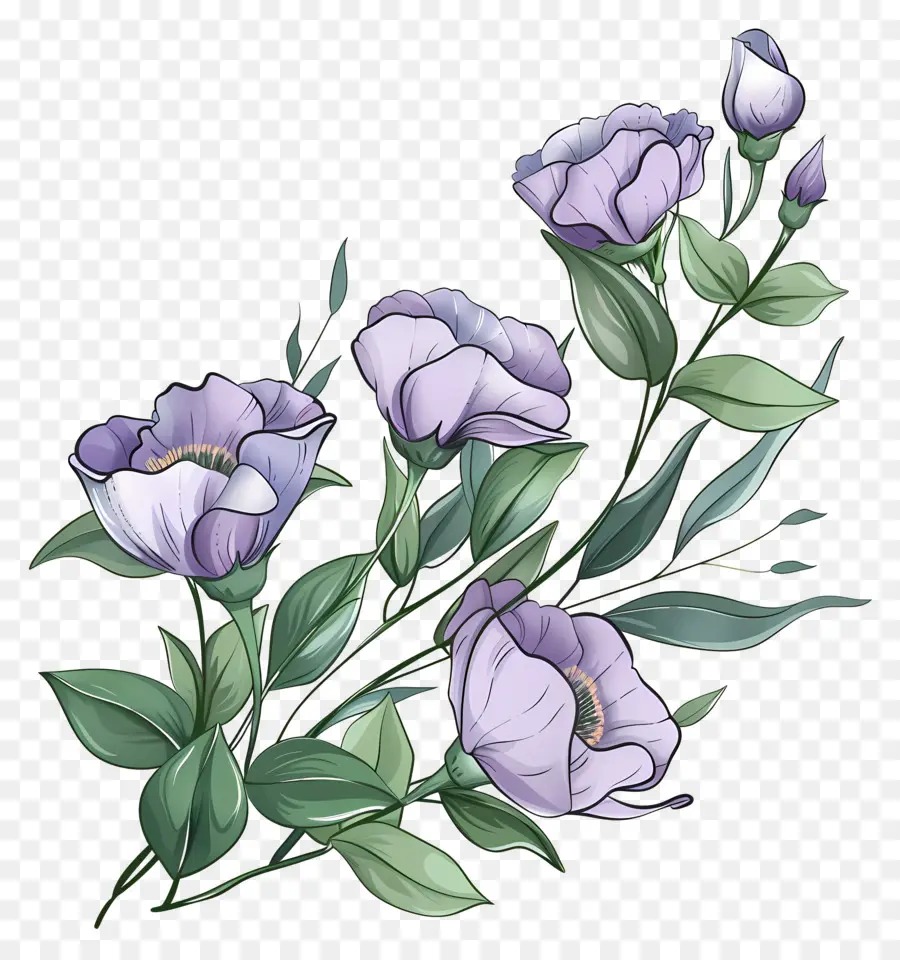 Eustoma Çiçekleri，Mor çiçekler PNG