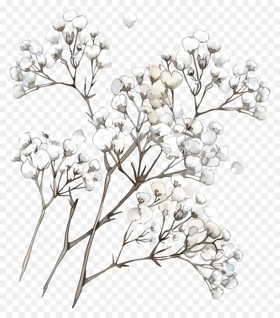 Bebekler Nefes çiçeği，Beyaz çiçekler PNG