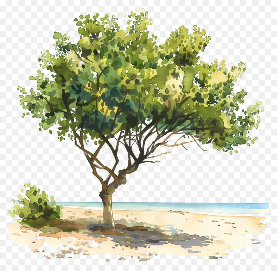 Plaj Ağacı，Plaj PNG