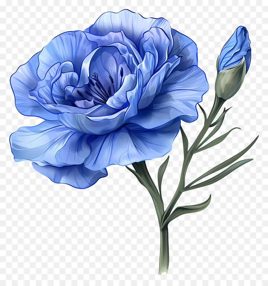 Mavi Lisianthus，Mavi Karanfil çiçeği PNG