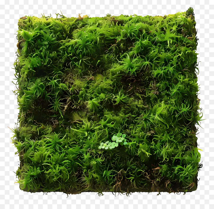 Yeşil Yosun，Yosun Duvarı PNG