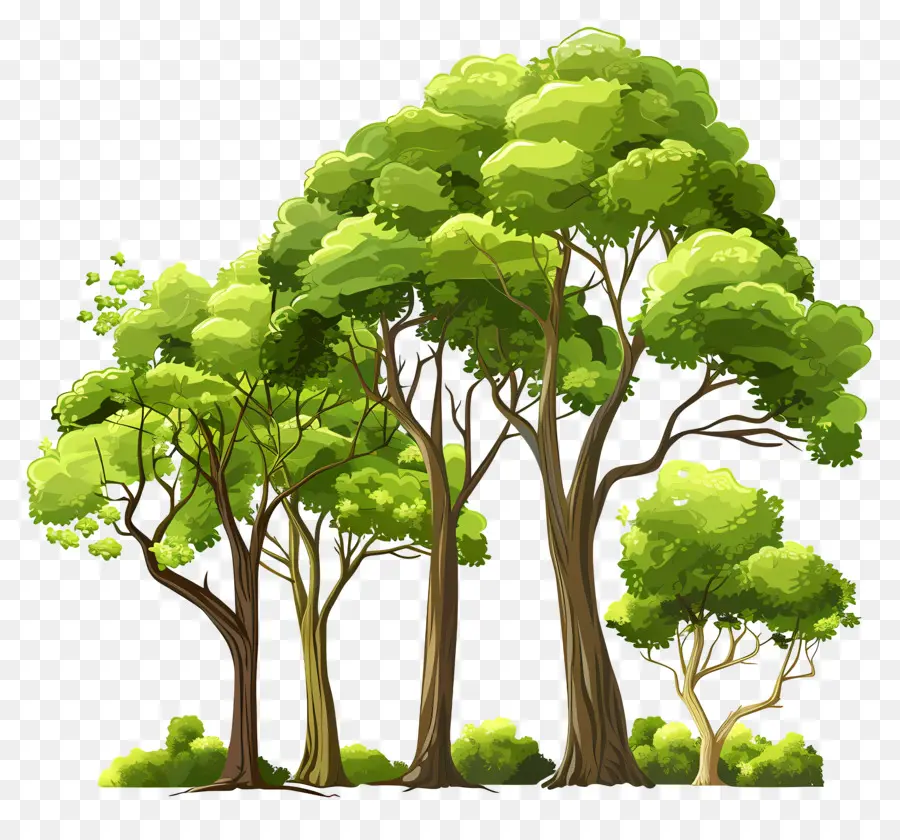 Orman Ağaçları，Ağaçlar PNG