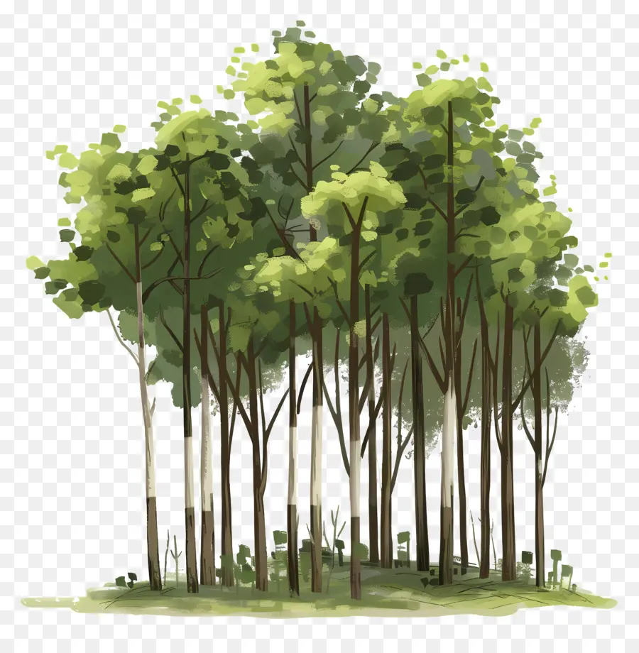 Orman Ağaçları，Ağaçlar PNG
