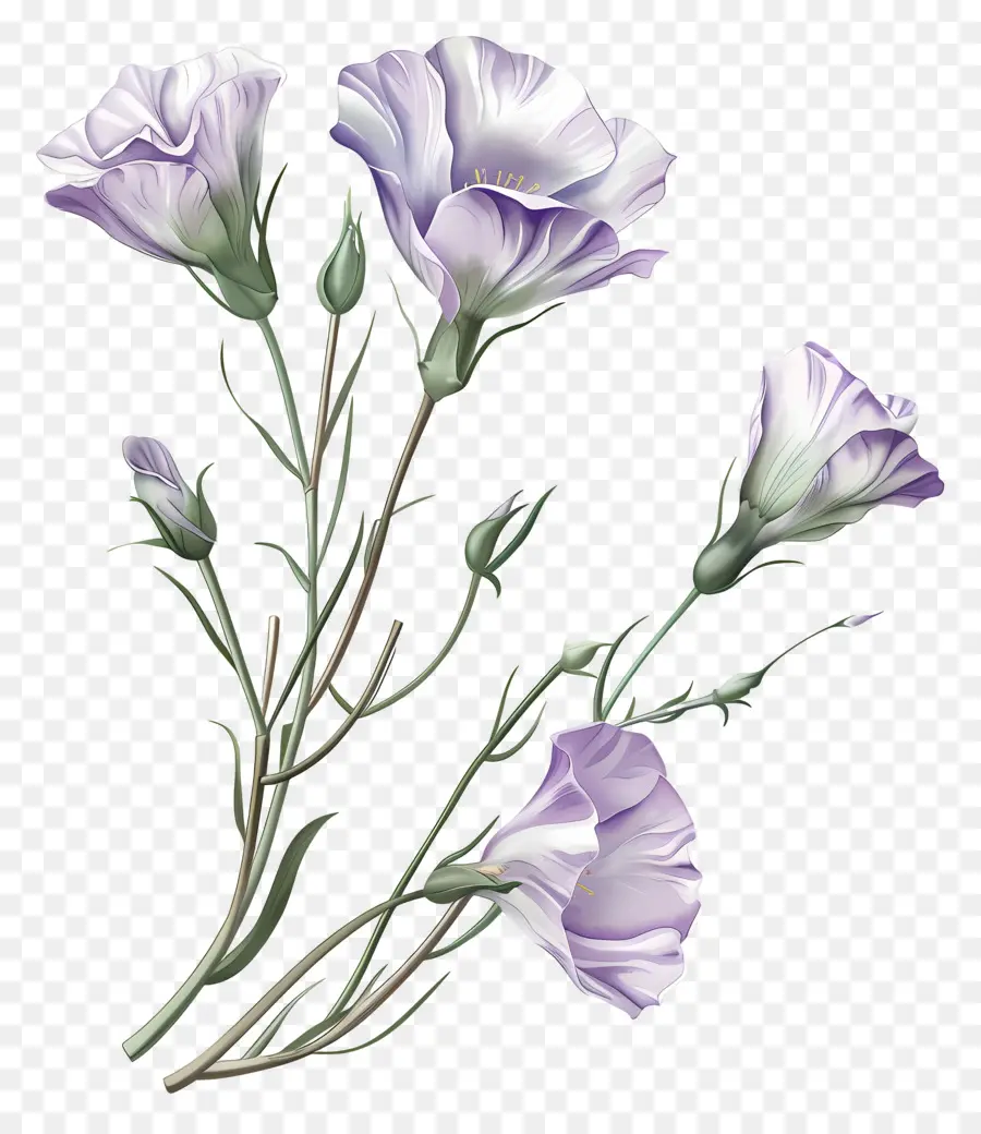 Eustoma Çiçekleri，Mor Kır çiçekleri PNG