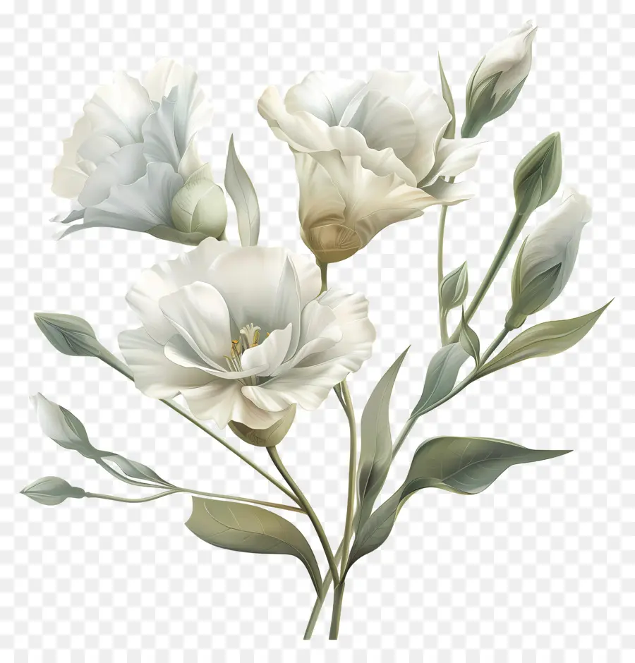 Lisianthus çiçeği，Beyaz çiçekler PNG