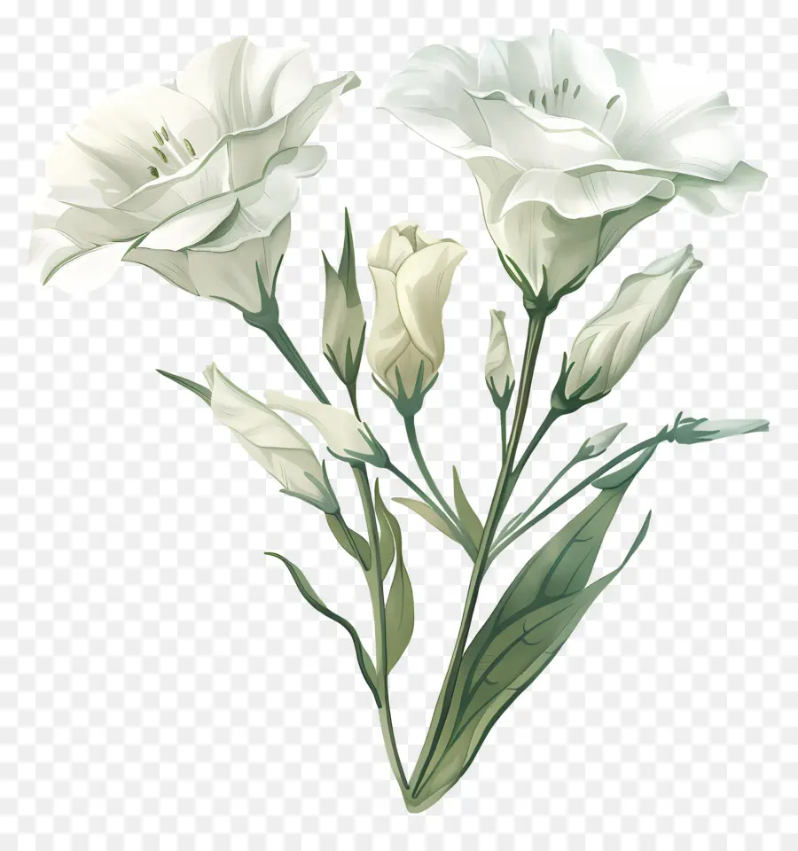 Lisianthus çiçeği，Beyaz çiçekler PNG