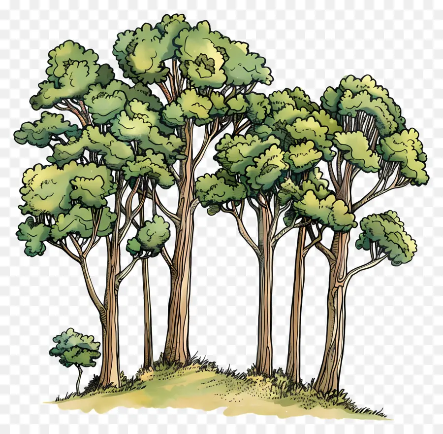 Orman Ağaçları，Orman PNG
