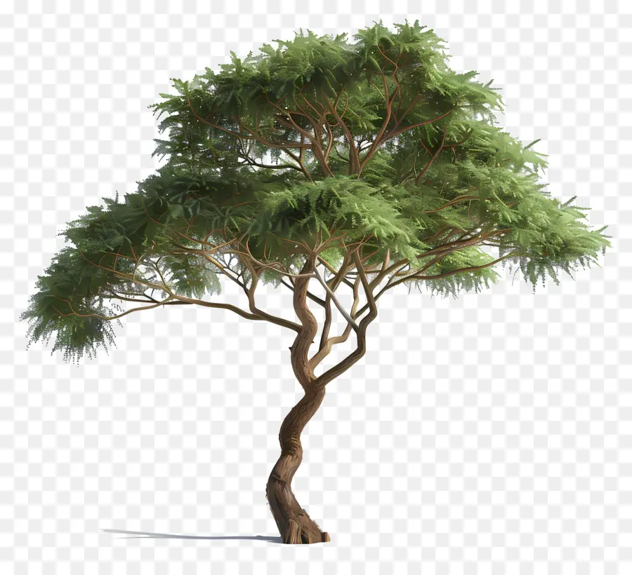 Akasya Ağacı，Yeşil Ağaç PNG