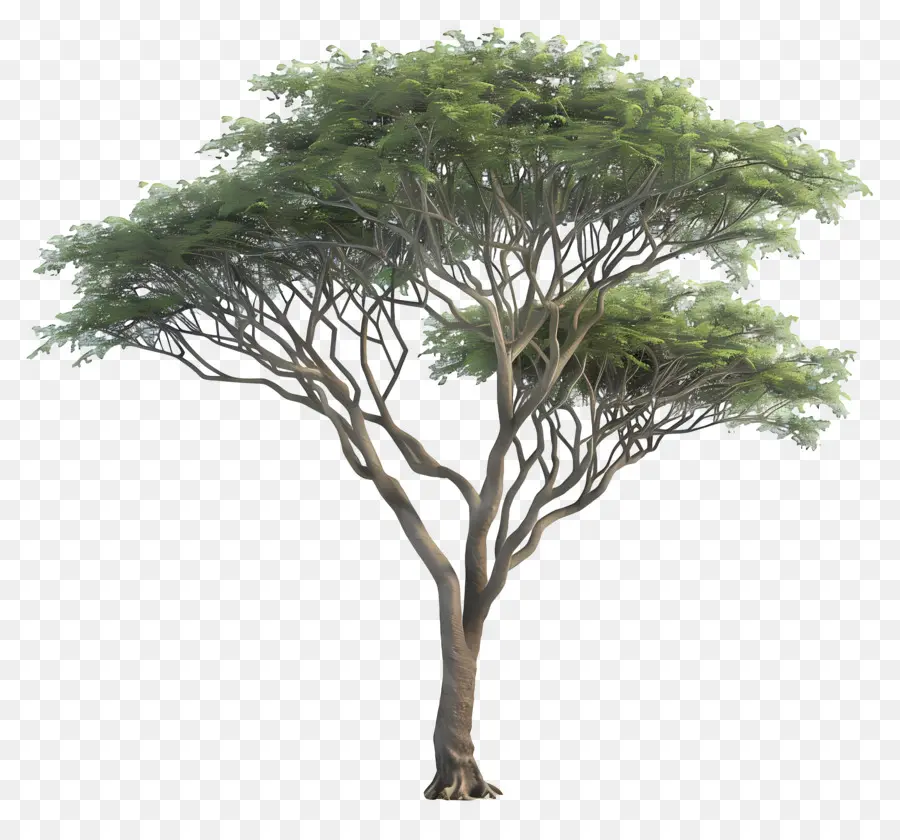 Akasya Ağacı，Ağaç PNG