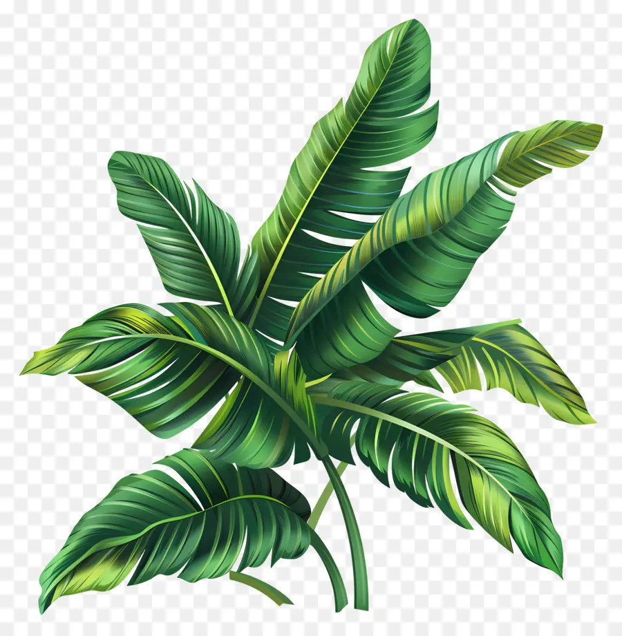 Tropikal Yaprak Klibi，Muz Yaprağı PNG
