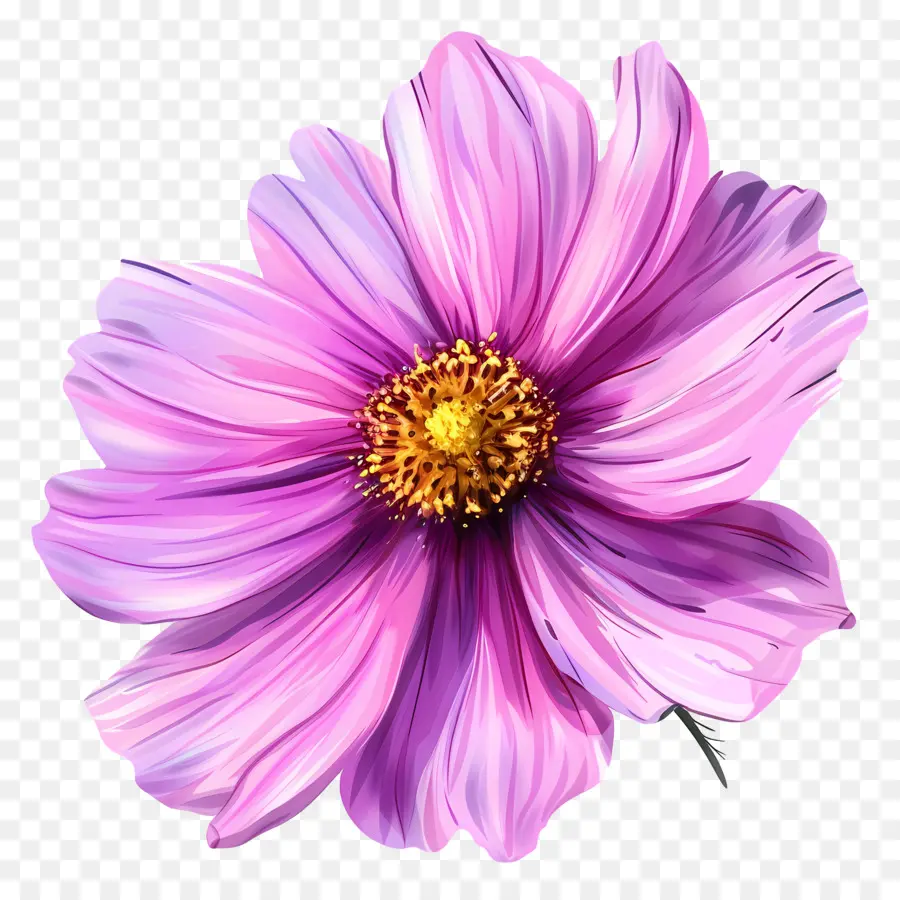 Cosmos çiçek，Pembe çiçek PNG