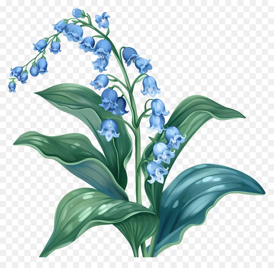Vadinin Mavi Zambak，Mavi çiçek PNG
