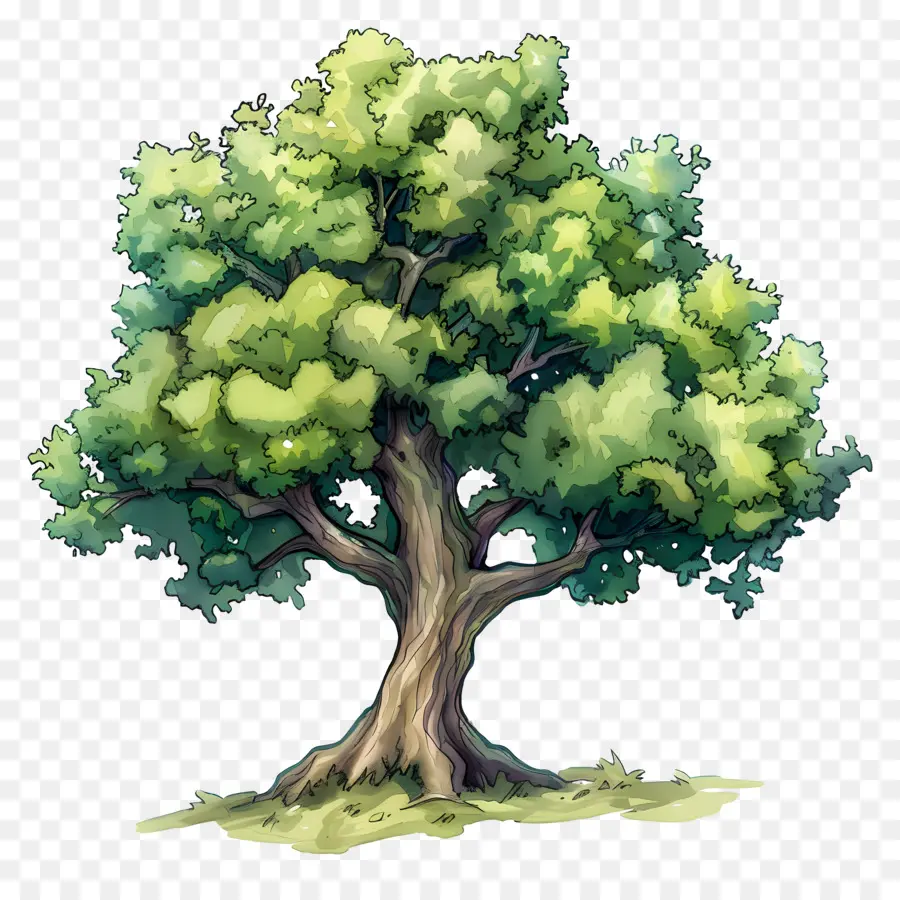 Ağaç，Yeşil PNG