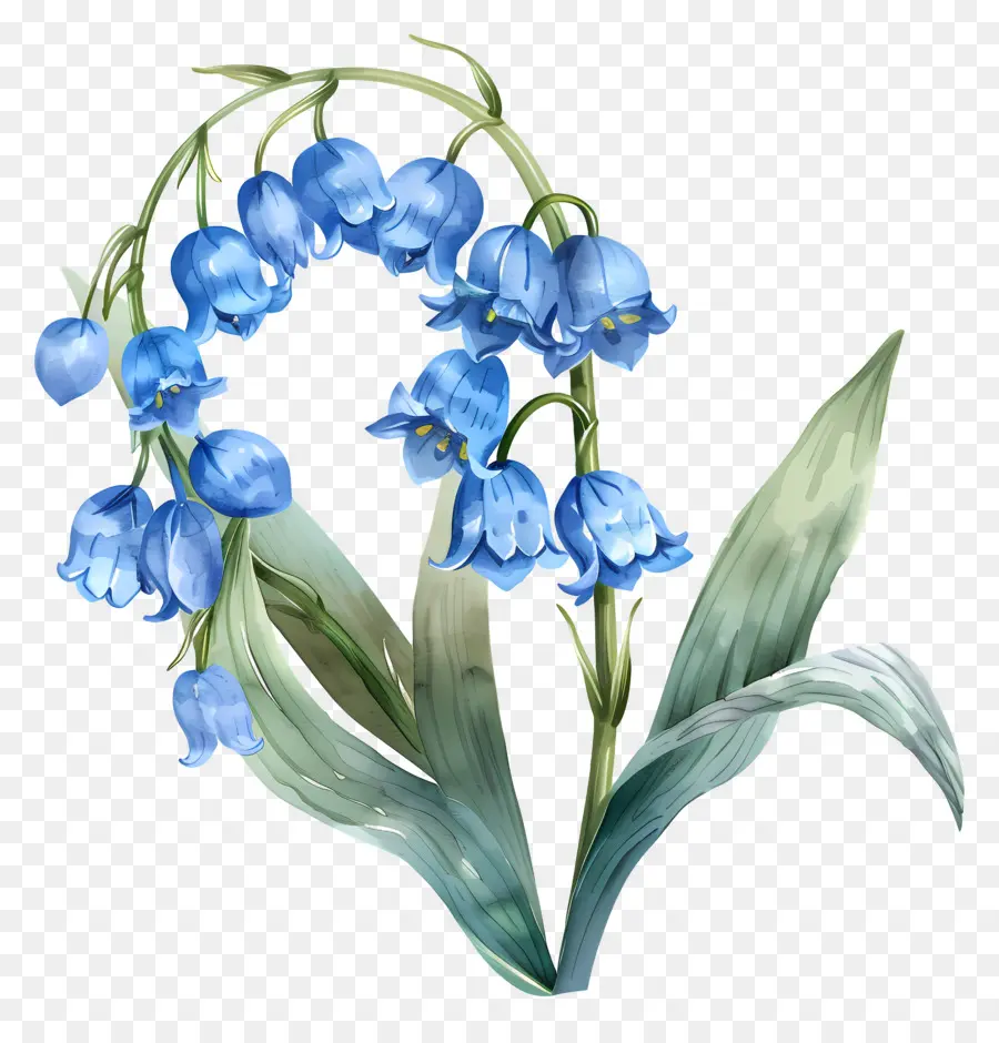 Vadi Mavi Lily，Mavi çiçekler PNG
