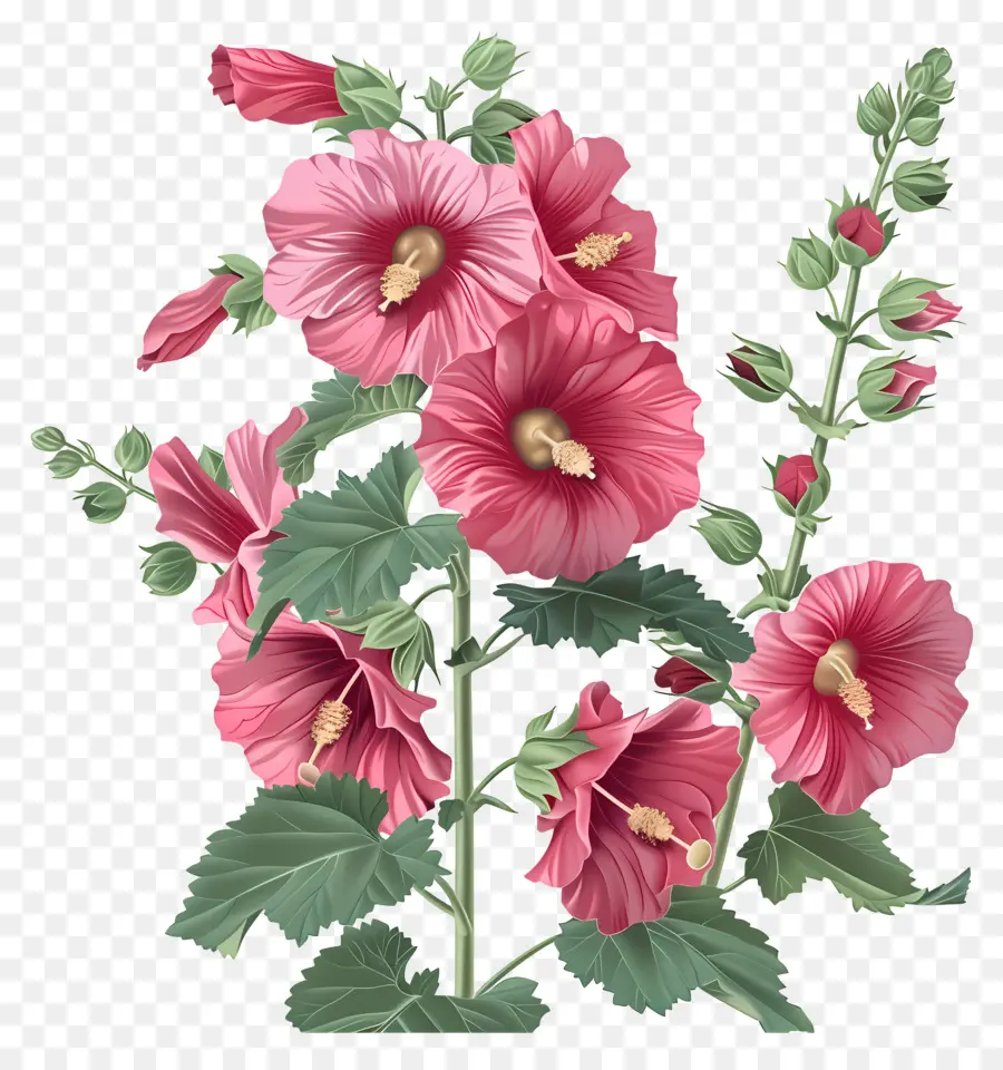 Gülhatmi，Hibiscus çiçek PNG