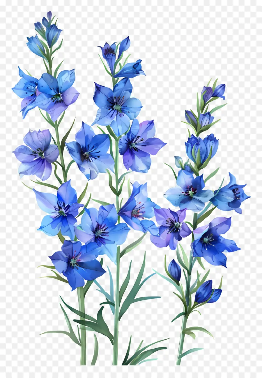Larkspur Çiçeği，Mavi çiçekler PNG