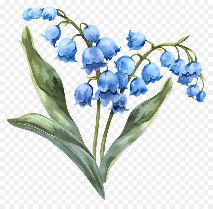 Vadinin Mavi Zambak，Mavi Iris çiçekleri PNG