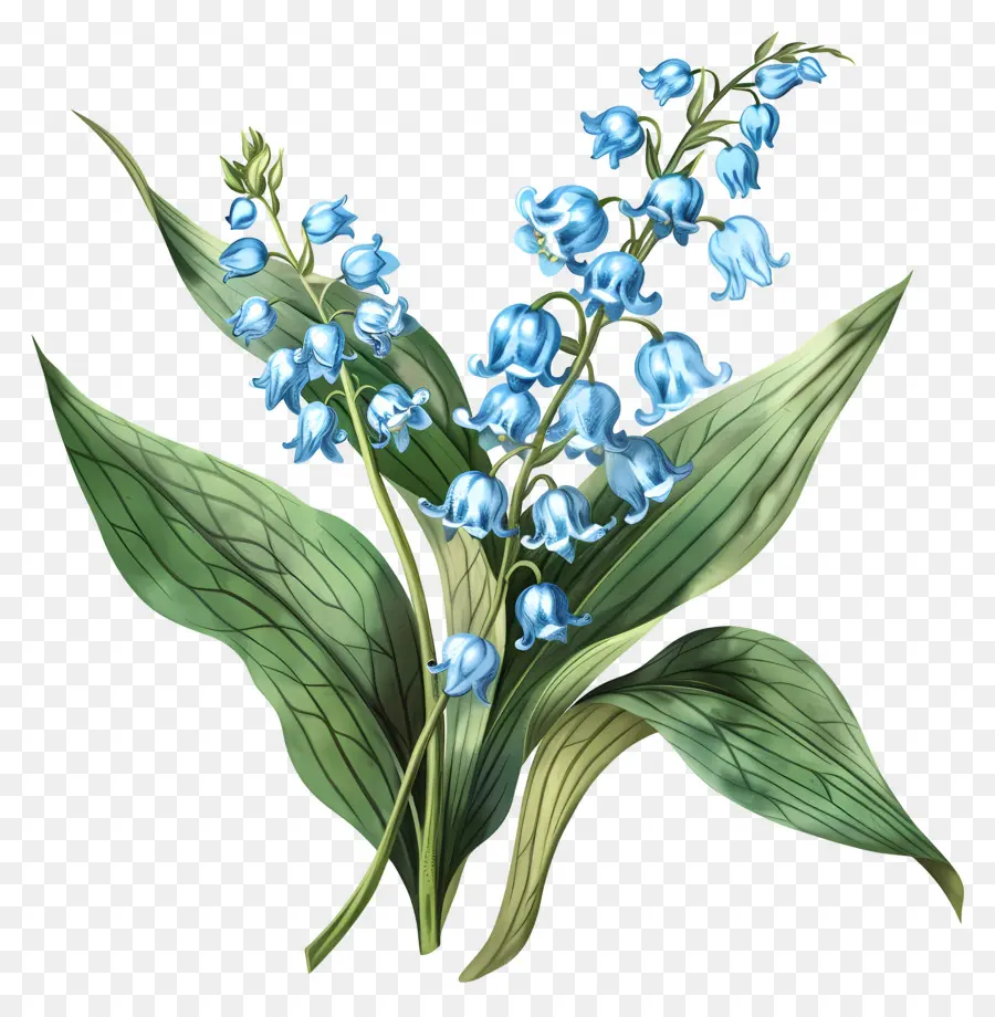 Vadinin Mavi Zambak，Mavi Ve Beyaz çiçekler PNG