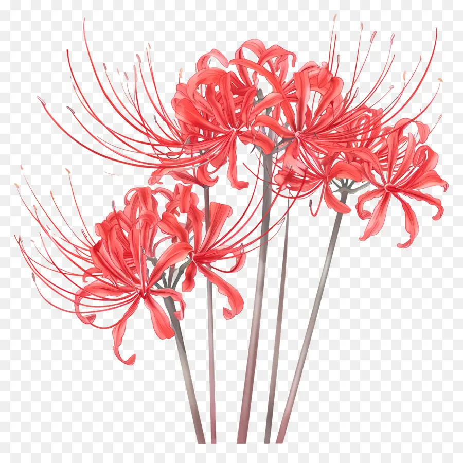 örümcek Lily，Kırmızı çiçekler PNG