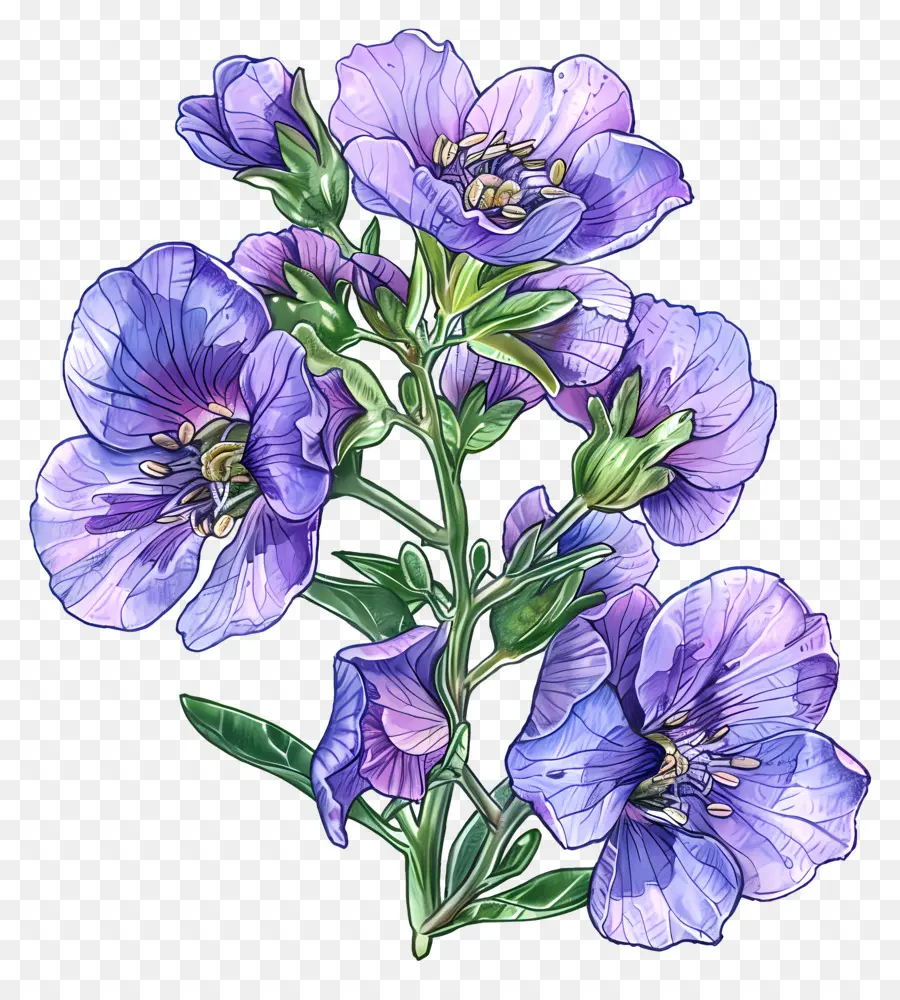 Nemesia çiçeği，Mor Çiçekler PNG