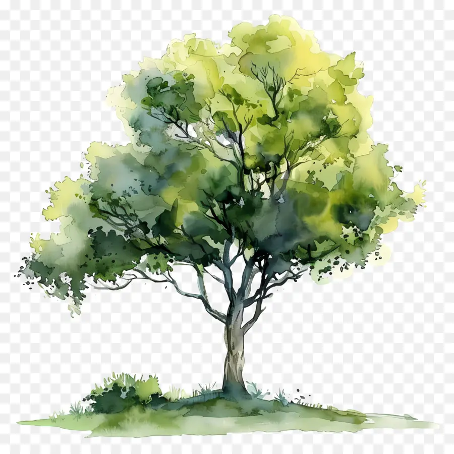Suluboya Ağacı Planı，Ağaç Boyama PNG