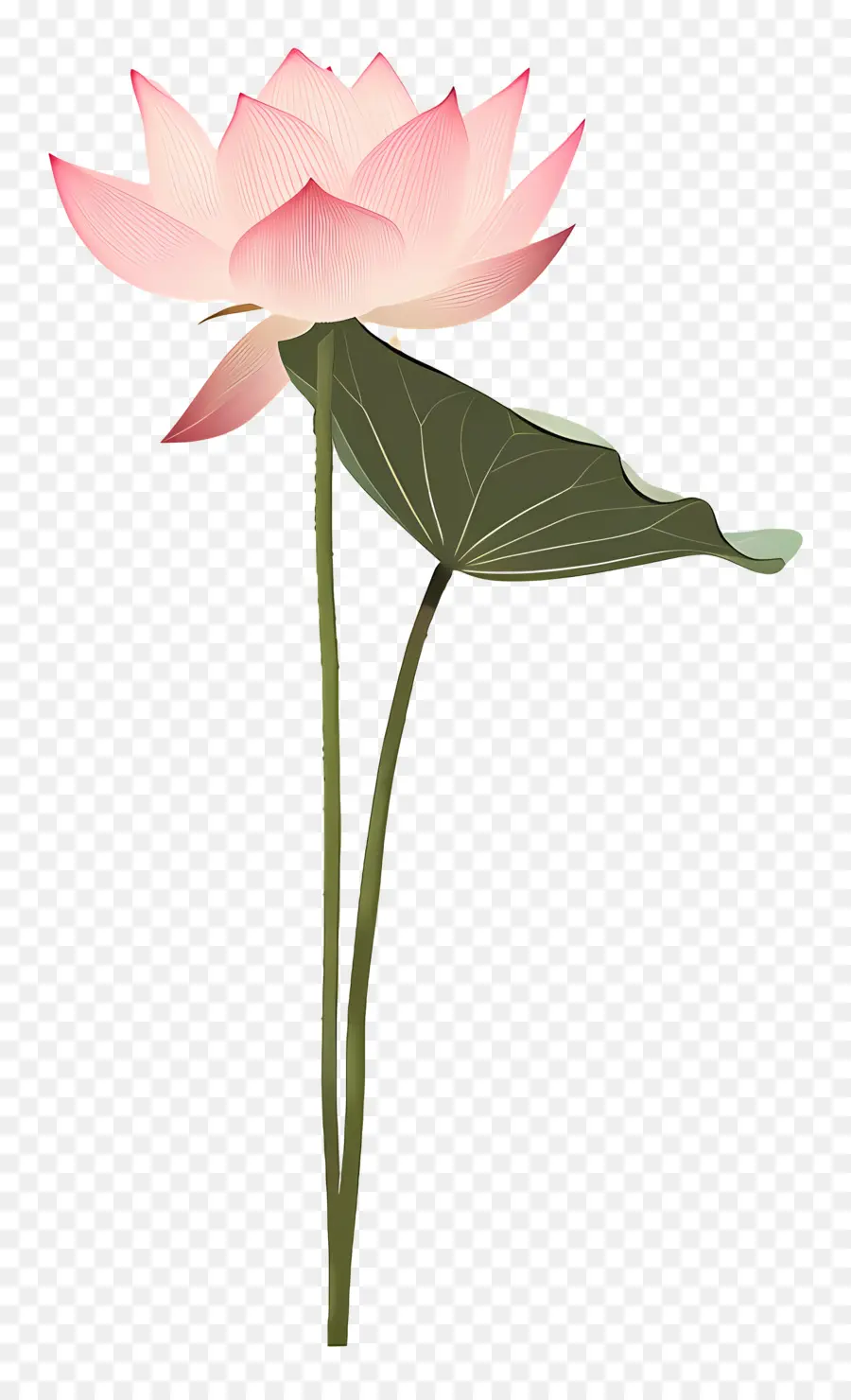 Lotus çiçeği，Pembe Yaprakları PNG