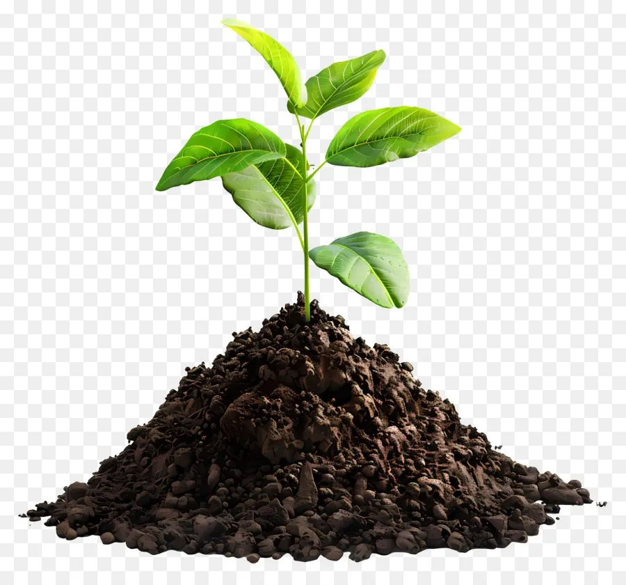 Toprak，Bitki Büyüme PNG