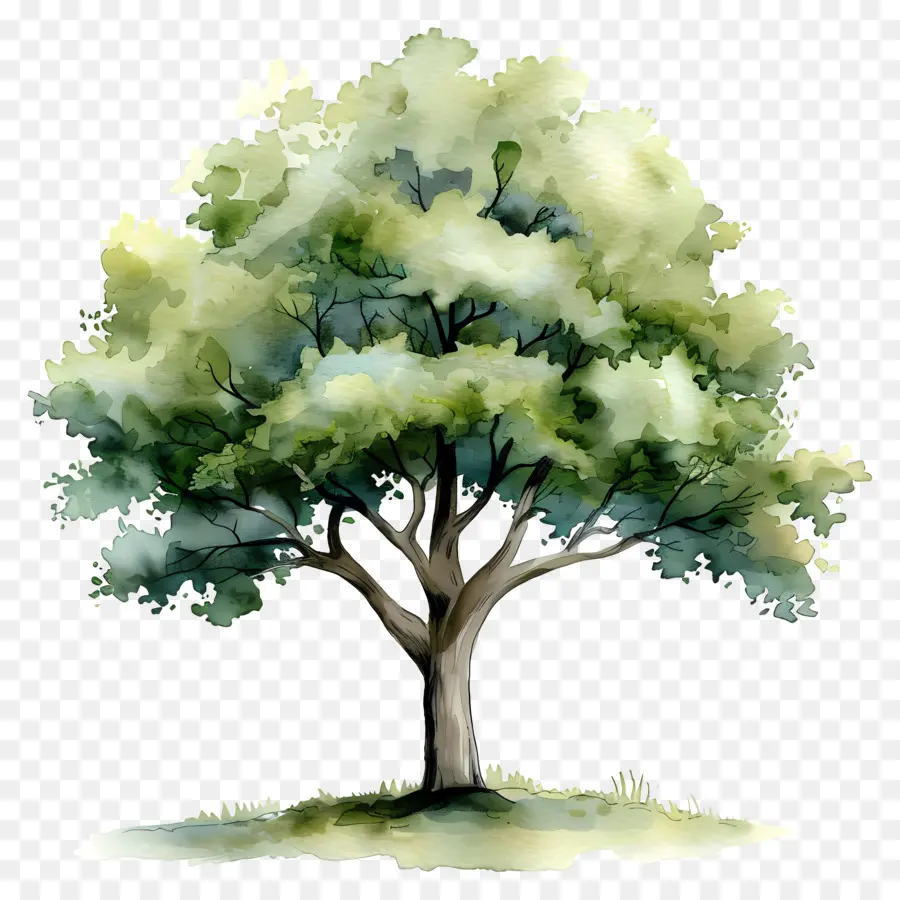 Suluboya Ağacı Planı，Ağaç PNG
