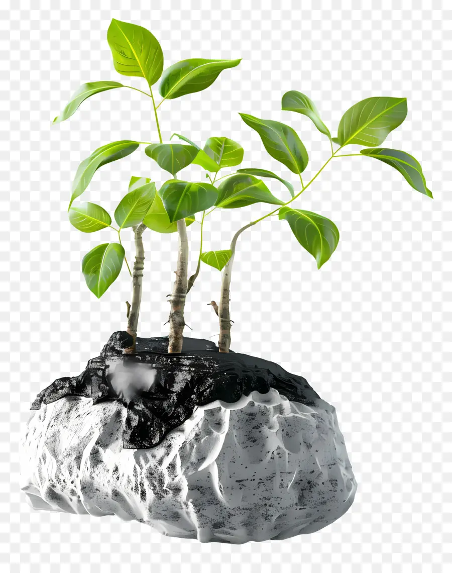 Bitki Toprağı，Bitki Büyüme PNG