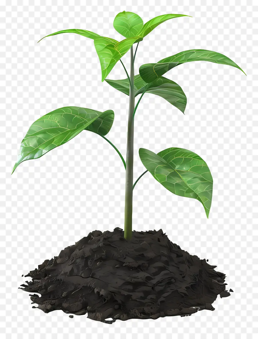 Bitki Toprağı，Bitki Büyüme PNG