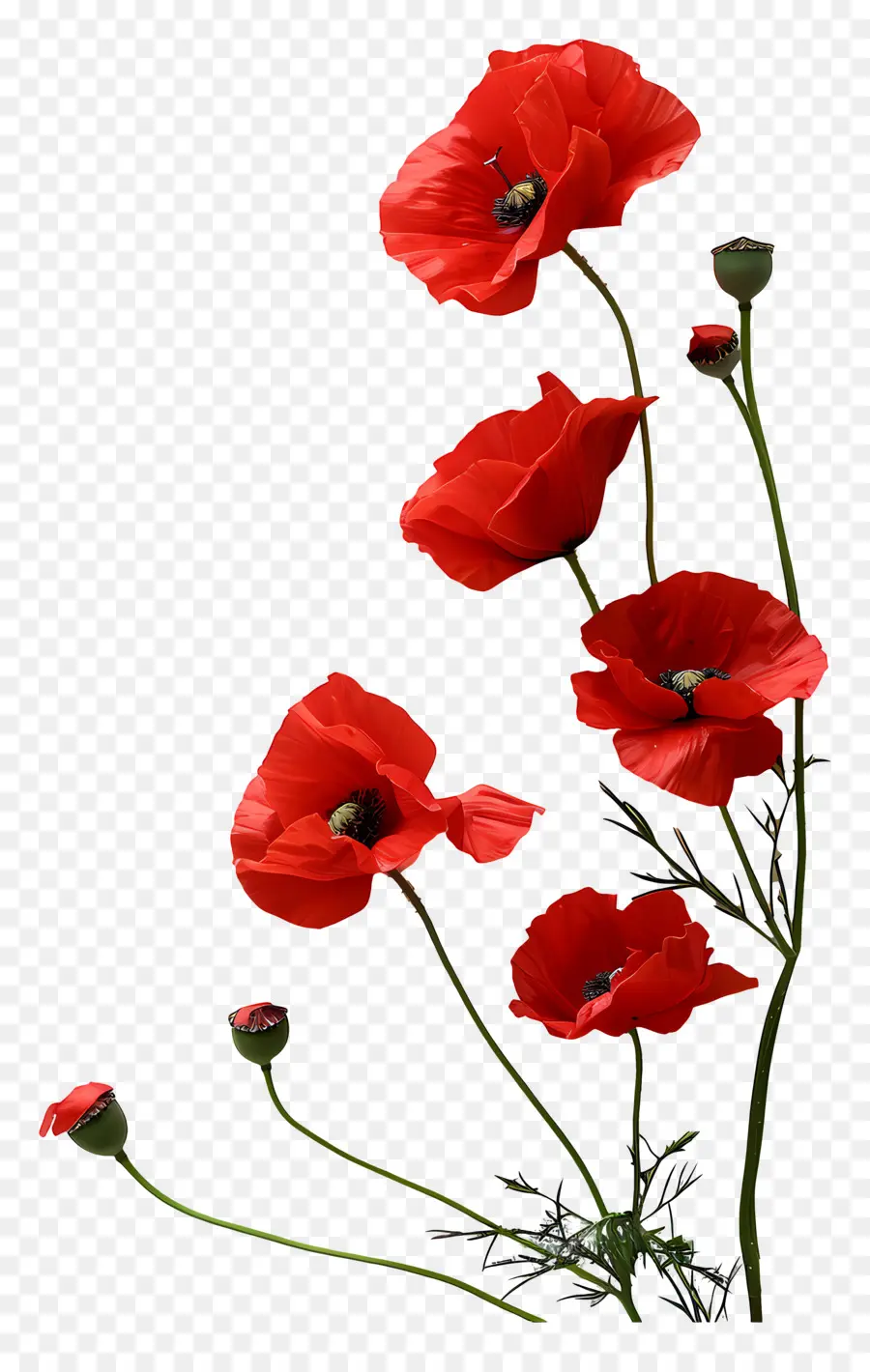 Anma Günü，Kırmızı çiçek PNG
