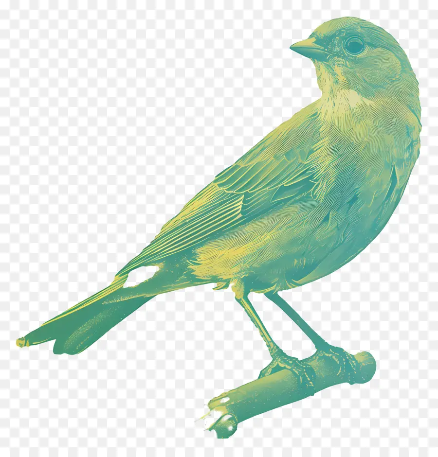 Kuş，Yeşil PNG