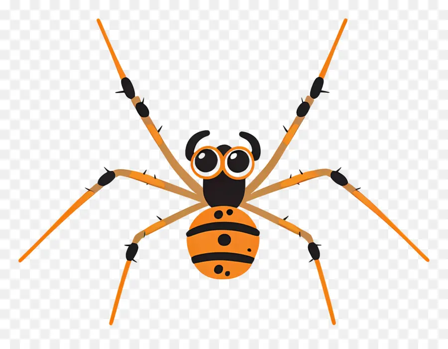 örümcek，Eklembacaklı PNG
