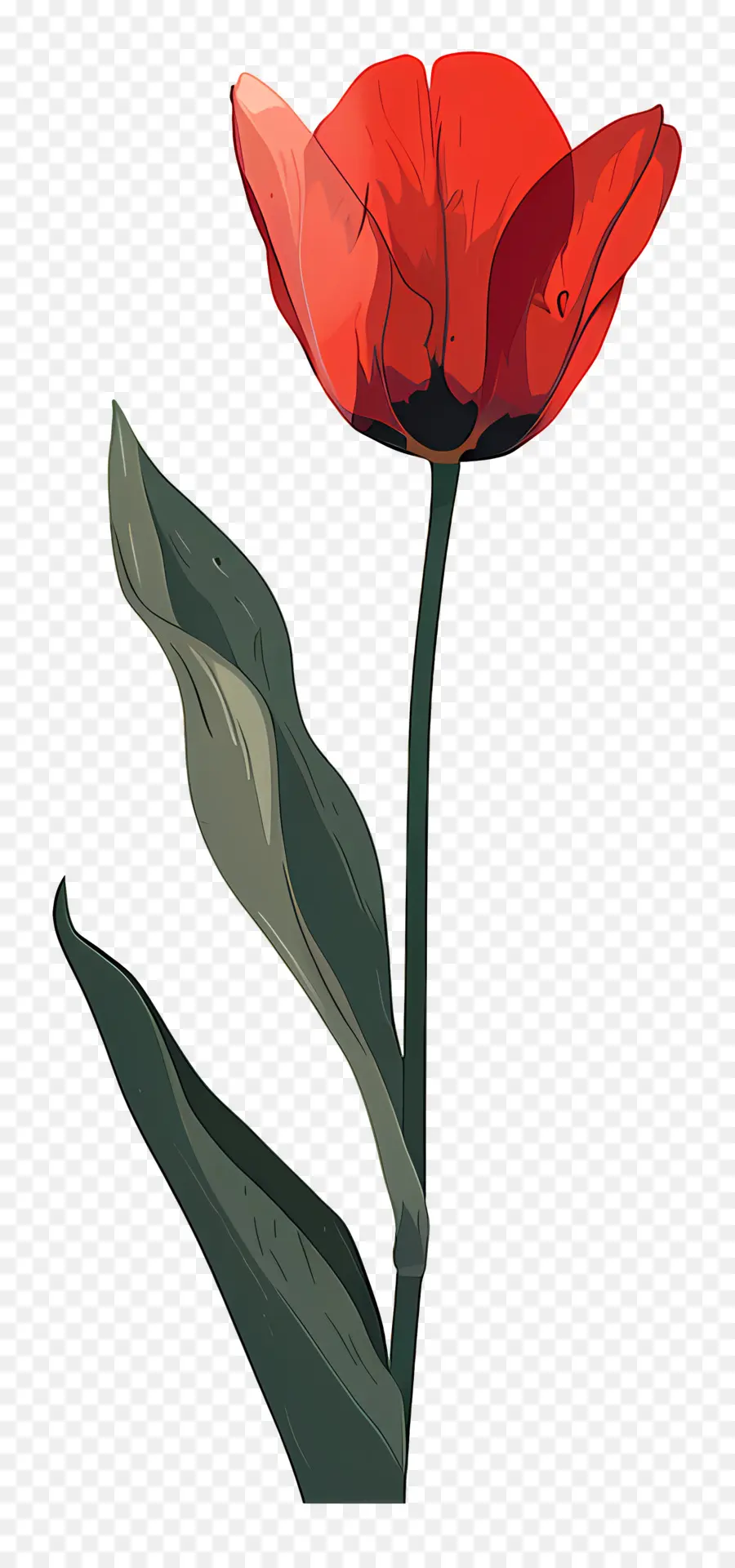 Lale，Afyon çiçeği PNG