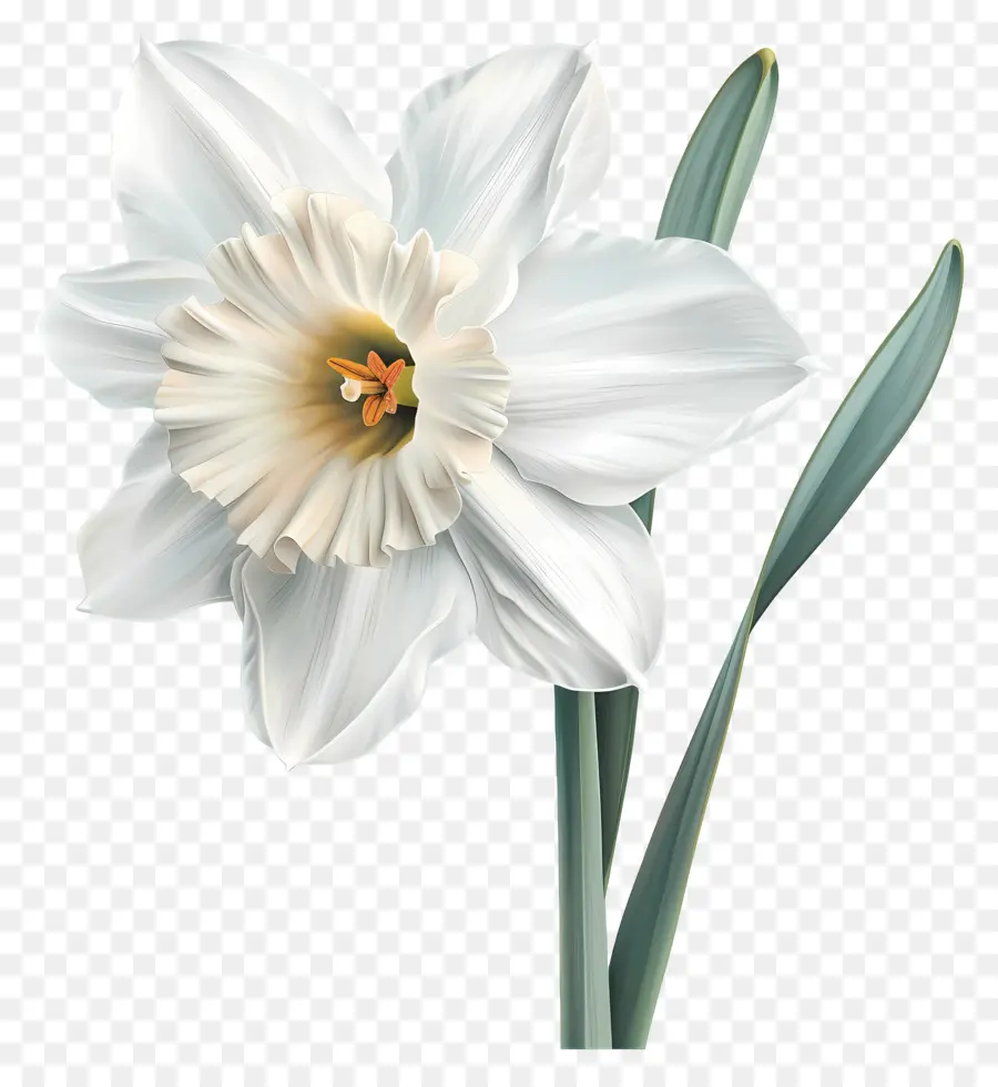 Nergis çiçeği，Beyaz çiçek PNG