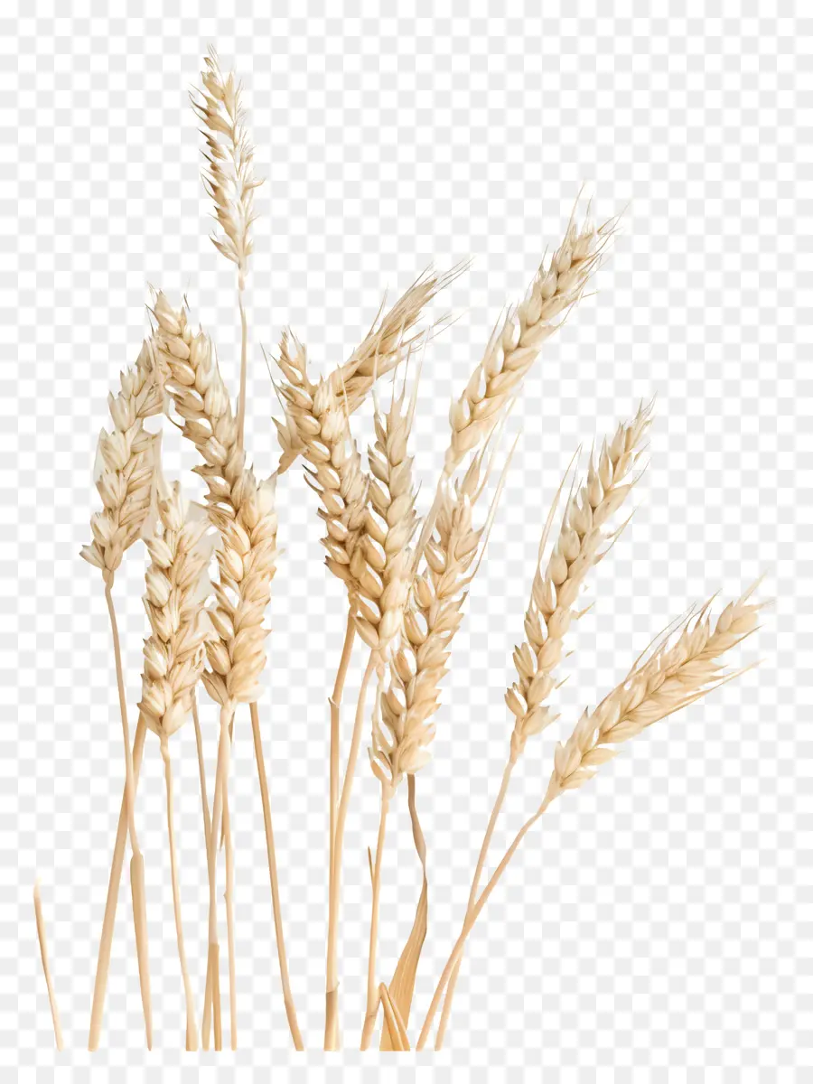 Buğday，Sapları PNG