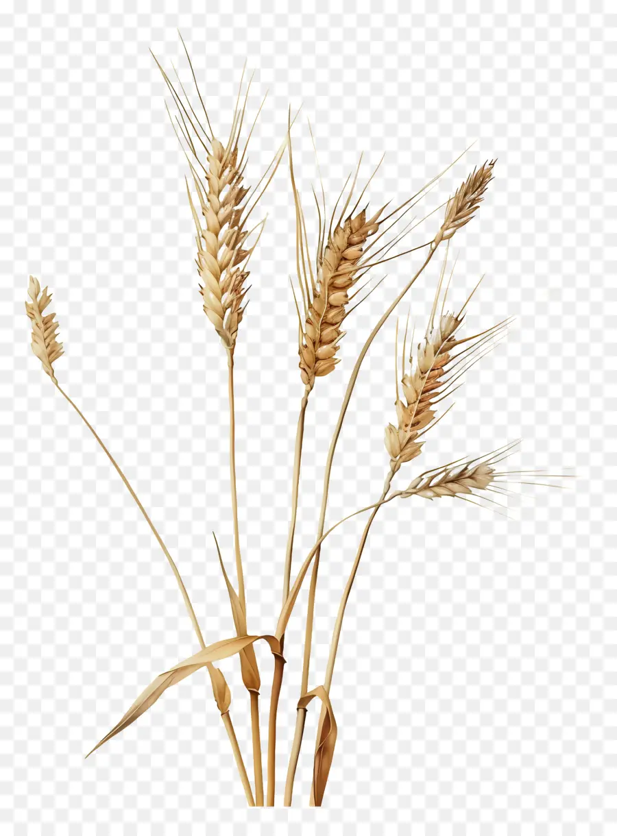 Buğday，Hasat PNG