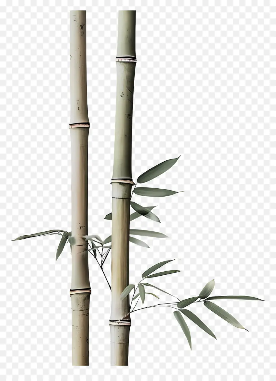 Bambu，Bambu Ağacı PNG