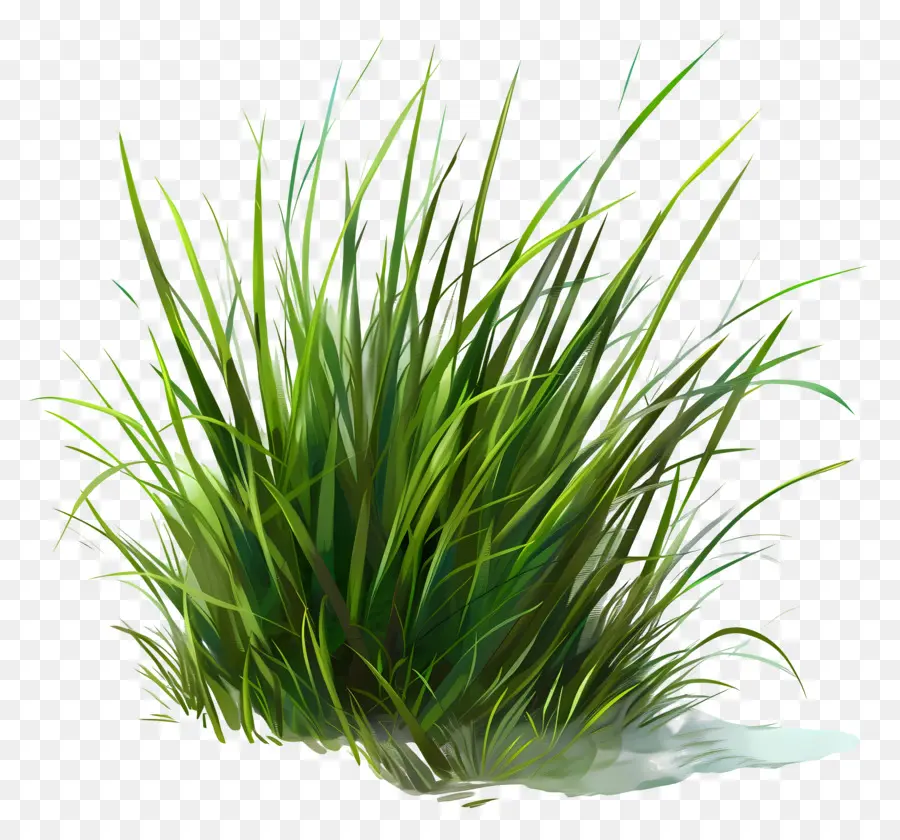 Yeşil çimen，Yeşil Bitki PNG